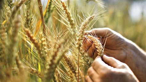 Cabinet Increases Msp Of Rabi Crops For Marketing Season 2022 23