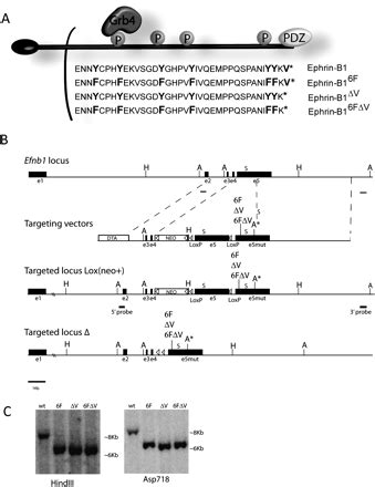 Ephrin B1 Regulates Axon Guidance By Reverse Signaling Through A PDZ