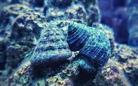 3 Best Snails For Saltwater Aquarium My Reef