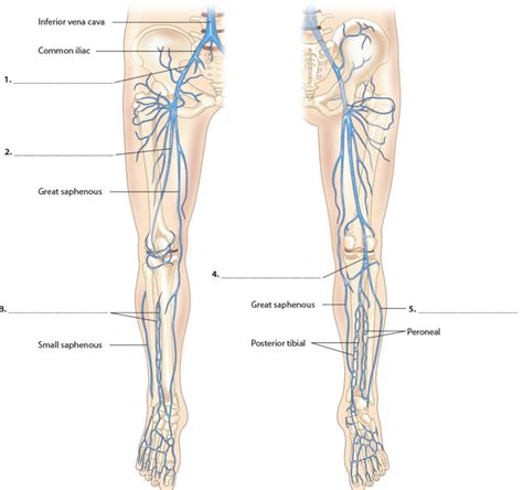 Veins Draining The Lower Limbs Anterior And Posterior Diagram Diagram