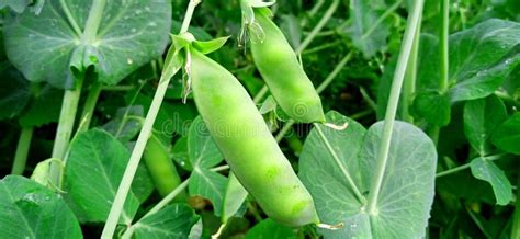 Planta Verde De Guisante Con Hojas Brotes De Frutos Foto De Reserva