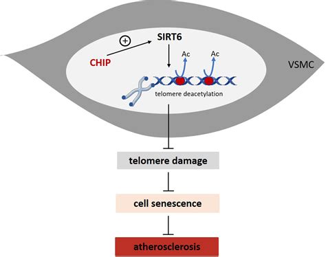 SIRT6 Protects Smooth Muscle Cells From Senescence And Reduces