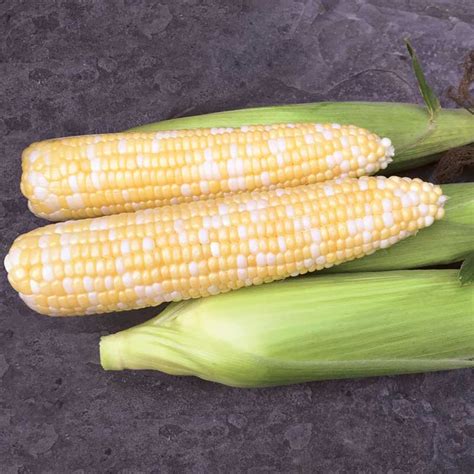 Sweet Corn Biotech Remedy F1 Seeds Harris Seeds