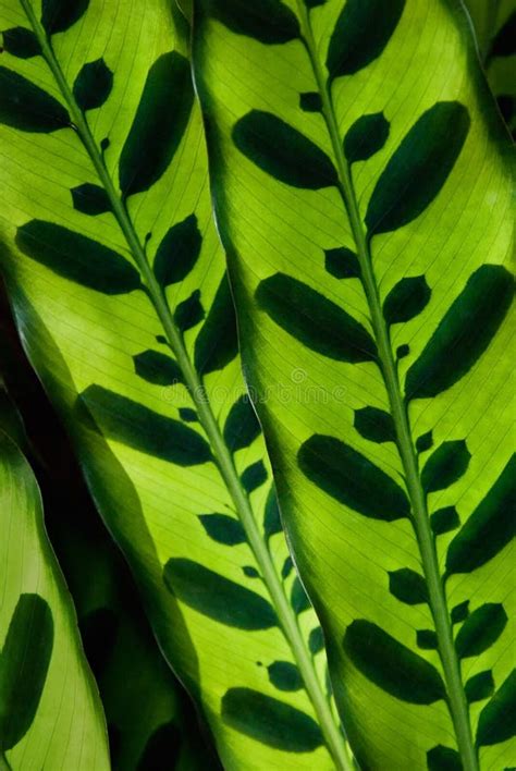 Tropical leaf pattern stock image. Image of tropical - 26765321