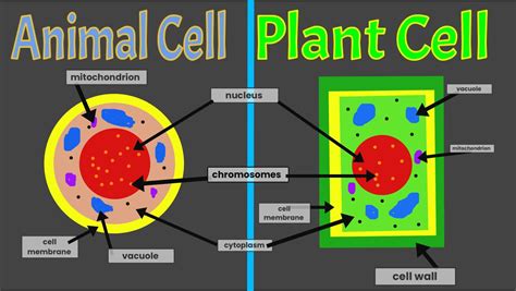 Chromosomes In A Plant Cell