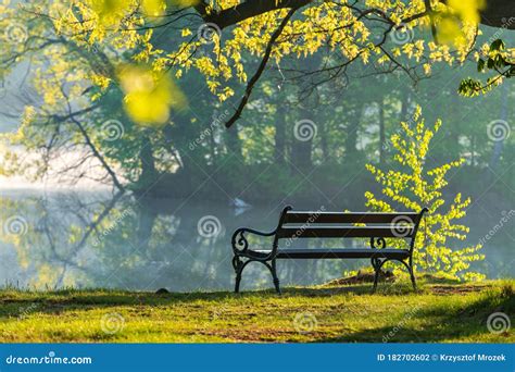 Beautiful Bench In The Park Stock Photo Image Of Tree Beautiful