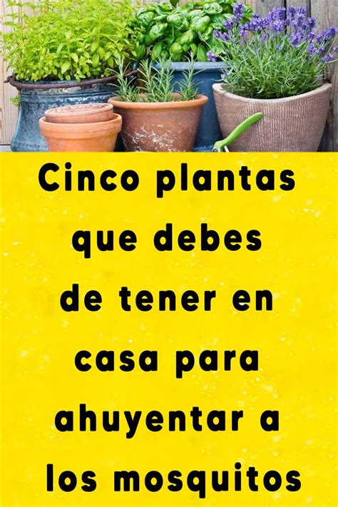 Cinco Plantas Que Debes De Tener En Casa Para Ahuyentar A Los Mosquitos