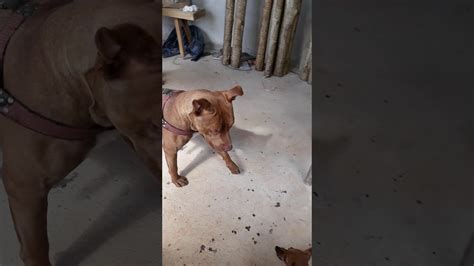 Pinscher Ataca Pit Bull Youtube