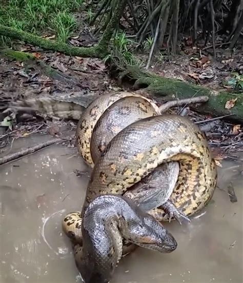 V Deo Viral Mostra Sucuri Gigante Abatendo Jacar Assista Contilnet