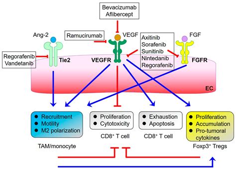 Ijms Free Full Text Tumor Vasculature As An Emerging