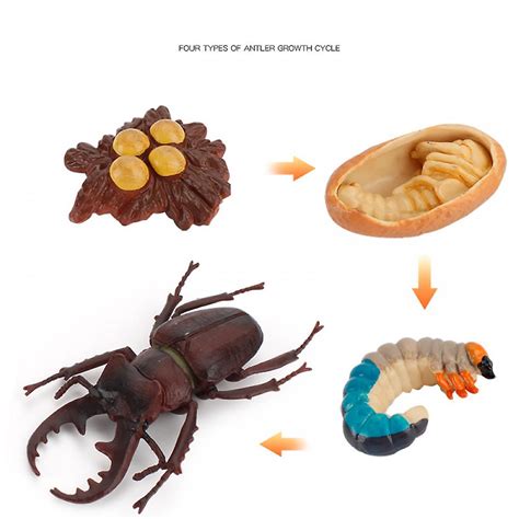 Animal Growth Cycle Biological Model , Growth Stage Lifelike Stag Beetle Life Cycle Model Set ...