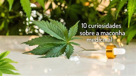 Usa Hemp Brasil Curiosidades Sobre A Maconha Medicinal Que Voc