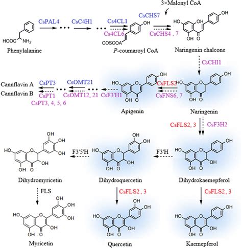 Proposed Model Of Flavonoid Metabolism In C Sativa Naringenin Nar