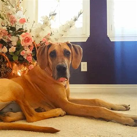 Great Golden Dane: An Amiable Giant to Melt Your Heart