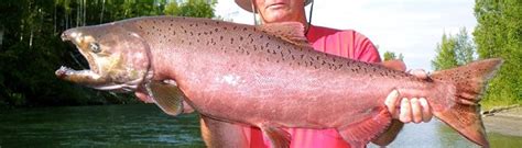 Chinook Salmon | Kodiak Regional Aquaculture Association