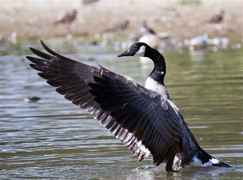 Happy Goose Photograph By Vernis Maxwell Fine Art America