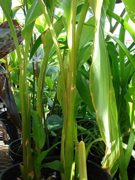 Como Plantar A Afr O Da Terra Curcuma Longa Na Horta