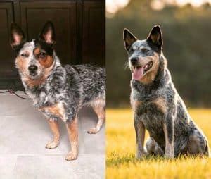 Mini Blue Heeler vs. Standard Heeler: Difference Explained | ZooAwesome