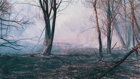 Firefighter Runs Through Burning Forest Burnt Trees Charred Trees Slow Motion Stock Video