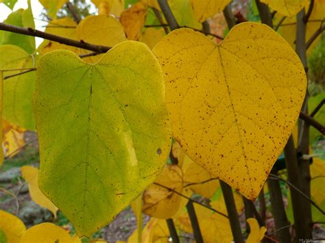 Pair Of Fall Redbud Leaves