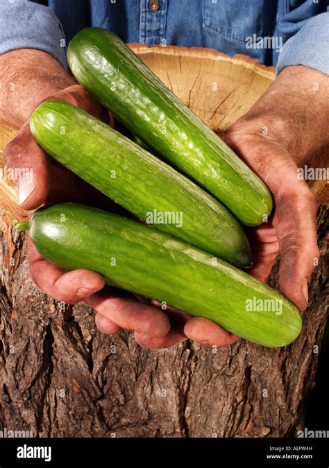 Man Holding Baby Cucumbers Stock Photo Alamy