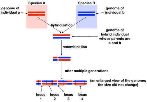 Hybridization Recombination And The Generation Of A Mosaic Genome