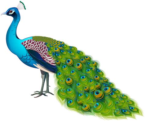 Peacock Artwork Bird Illustration Colorful Tail Png