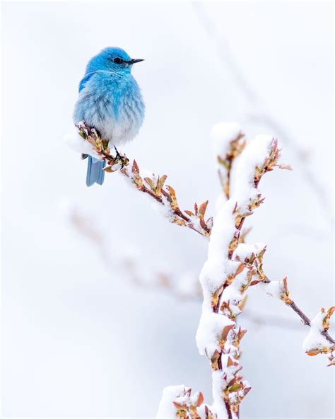 Mountain Bluebird Wallpapers Wallpaper Cave