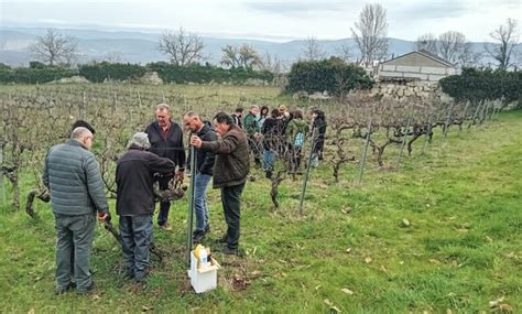 Curso de poda de viñedo en Monterrei a través da oficina agraria móbil