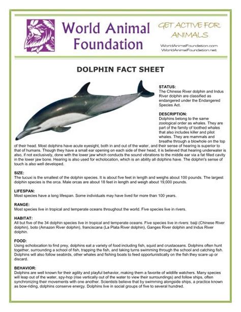 Dolphin Fact Sheet World Animal Foundation