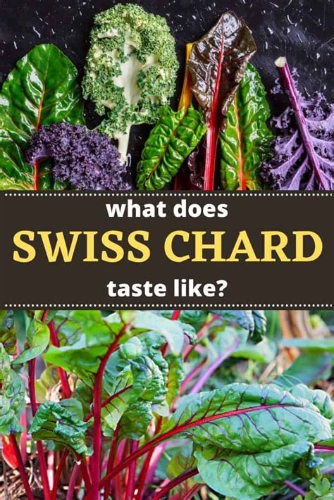 What Does Swiss Chard Taste Like Does Rainbow Chard Taste Good