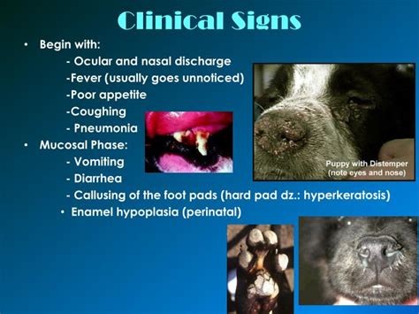 PPT - Canine distemper PowerPoint Presentation - ID:6408809