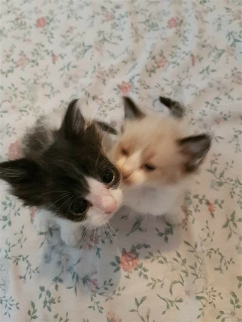 Two Small Kittens Sitting On Top Of A Bed Next To Each Other