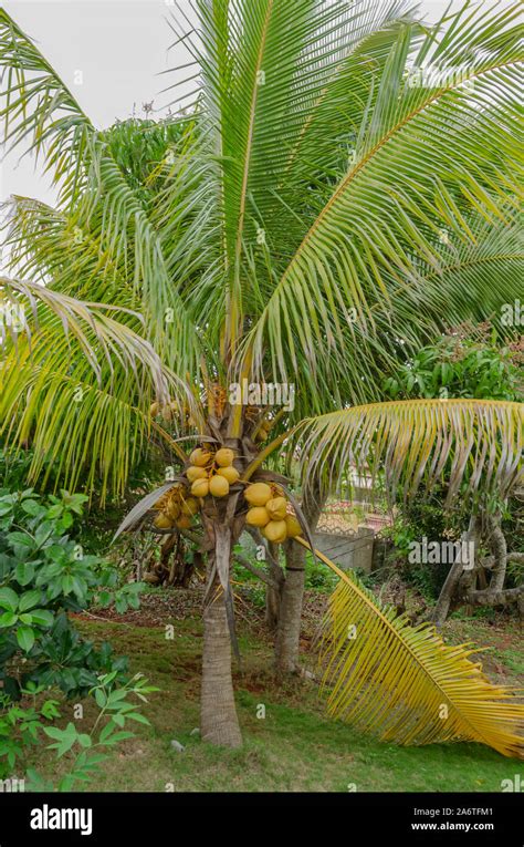 Banana Trees Coconut Trees Hi Res Stock Photography And Images Alamy