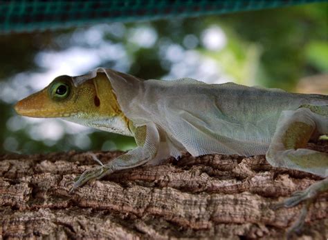 Lizard Moulting Free Stock Photo - Public Domain Pictures