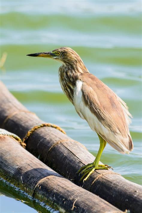 Chinese Pond Heron Ardeola Bacchus Stock Image Image Of Thailand