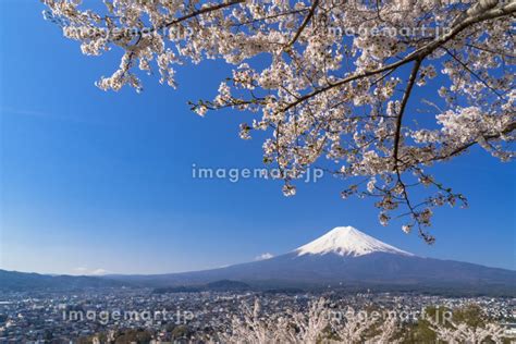 富士吉田の新倉山浅間公園の桜と富士山の写真素材 89495149 イメージマート