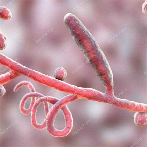 Hongos Trichophyton Mentagrophytes Ilustración 3d Que Muestra Macroconidium Septate E Hifas