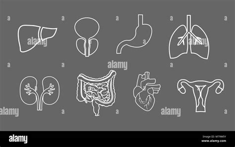 Menschliche Organe Zeile für Symbole gesetzt Anatomie des Körpers Der