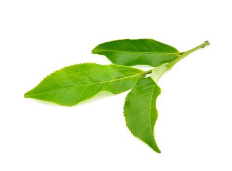 Premium Photo Green Tea Leaf Isolated On White Background