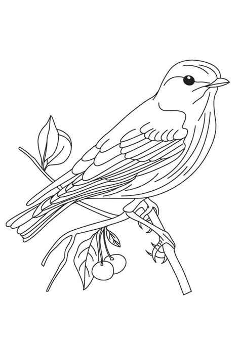 Coloring Pages Free Printable Sparrow Coloring Pages