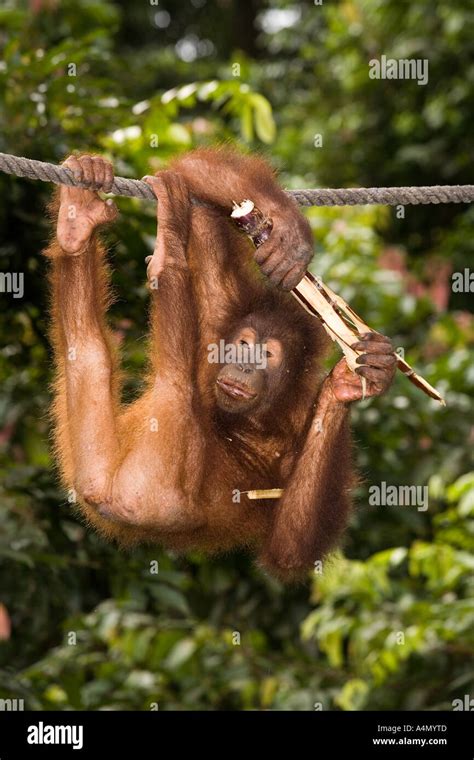 Junges Pongo Pygmaeus Sepilok Rehabilitationszentrum Fotos Und