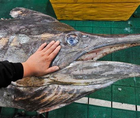 Swordfish Versus Shark Mediterranean Michael Broad