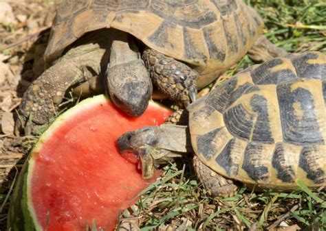 periódico Cartas credenciales Búsqueda que comen las tortugas gigantes