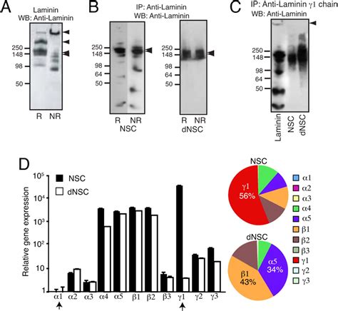 Discovery Of A Functional Protein Complex Of Netrin Laminin Chain