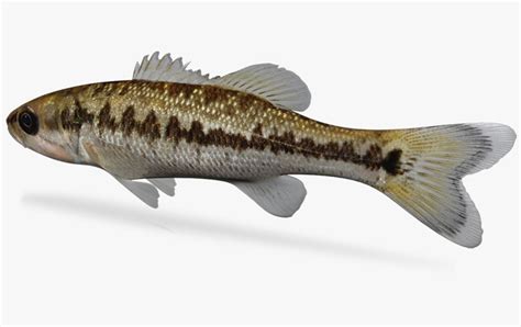 Micropterus Punctulatus Spotted Bass Ma