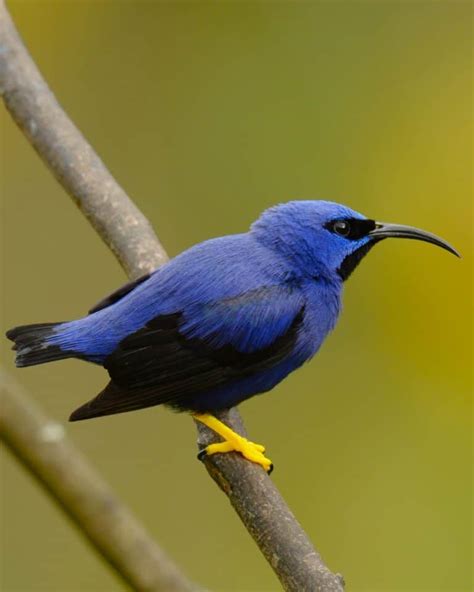 Amazing Purple Bird Species