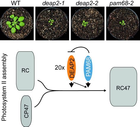 CEPLAS: New publication about PSII assembly