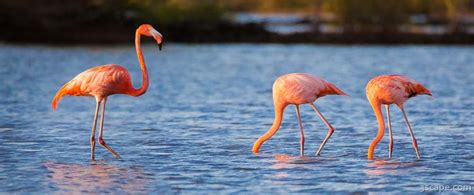 The Three Flamingos Photograph By Adam Romanowicz