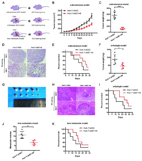 Knockdown Of B H In Hcc Cells Inhibits Tumor Growth And Metastasis In